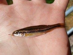 Chrosomus erythrogaster