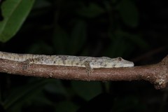 Eurydactylodes symmetricus