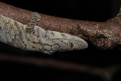 Eurydactylodes symmetricus