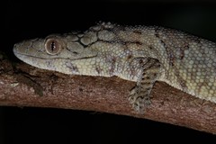 Eurydactylodes symmetricus
