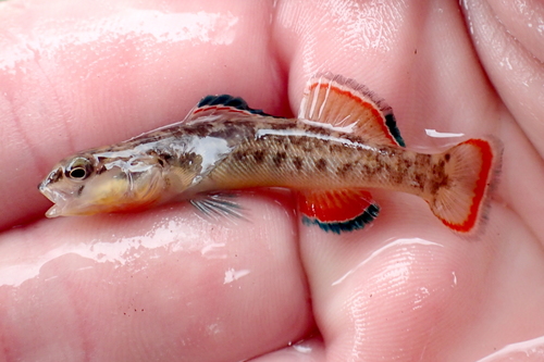 Orangebelly Darter