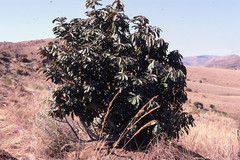 Englerophytum magalismontanum
