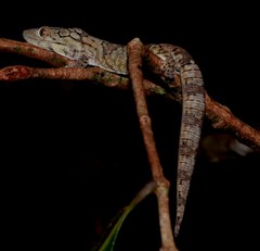 Eurydactylodes symmetricus