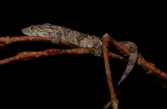 Eurydactylodes symmetricus