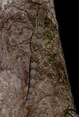 Eurydactylodes symmetricus