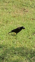 Acridotheres tristis