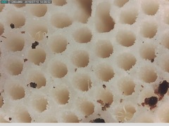 Truncospora ochroleuca