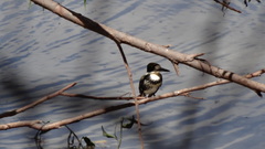 Chloroceryle americana