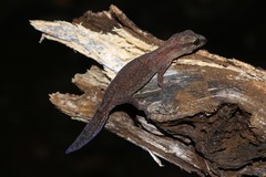 Bavayia