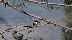 Chloroceryle americana