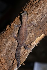 Bavayia