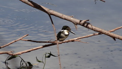 Chloroceryle americana