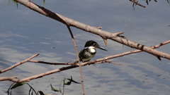 Chloroceryle americana