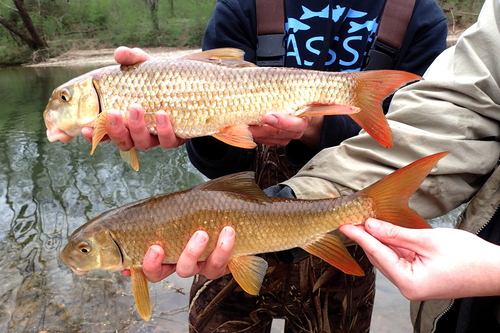 River redhorse (Moxostoma carinatum) — Catostomidae
