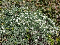 Astragalus tragacantha