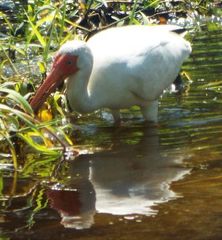 Eudocimus albus