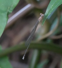 Pseudagrion pilidorsum