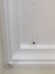Pholcidae