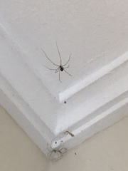 Pholcidae
