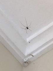 Pholcidae