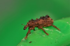Aromagis