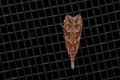 Carposina hyperlopha