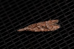 Carposina hyperlopha