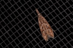 Carposina hyperlopha