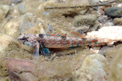 Etheostoma collettei