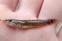 Etheostoma artesiae