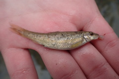 Campostoma spadiceum