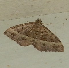 Chrysolarentia subrectaria