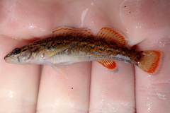 Etheostoma artesiae