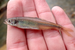 Lythrurus umbratilis