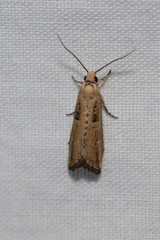 Bactra venosana