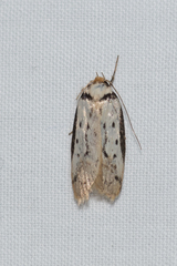 Philobota thiocrossa