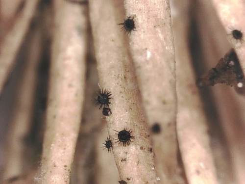 Niesslia haglundii