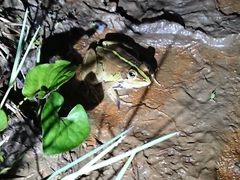 Pelophylax fukienensis