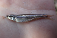 Notropis nubilus
