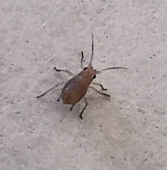 Macrosiphum rosae