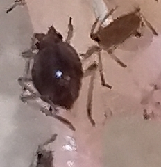Macrosiphum rosae