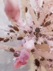 Macrosiphum rosae