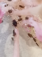 Macrosiphum rosae