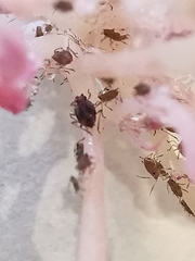 Macrosiphum rosae