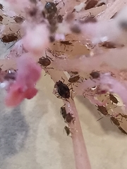 Macrosiphum rosae