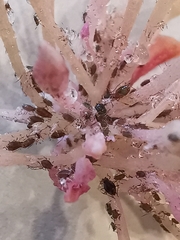 Macrosiphum rosae
