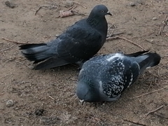 Columba livia domestica