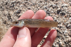 Fundulus catenatus