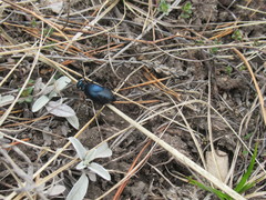 Meloe brevicollis