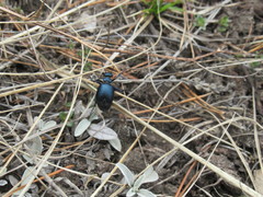 Meloe brevicollis